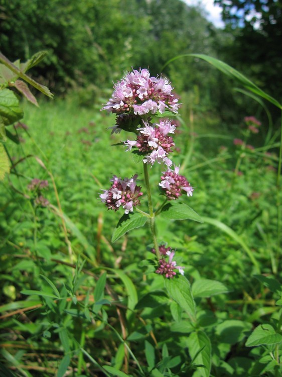 Origanum vulgare